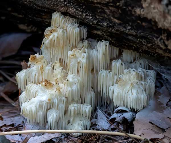 Hericium